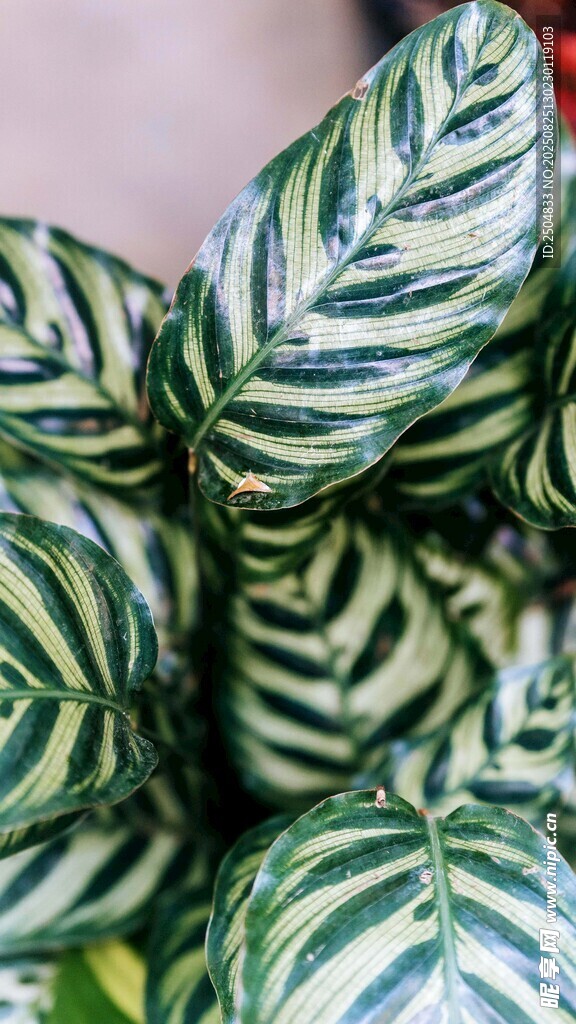 斑斓条纹绿植叶片特写