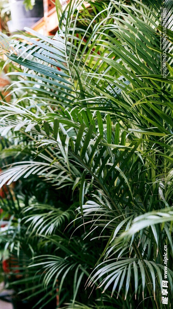 翠绿繁茂的热带植物景观