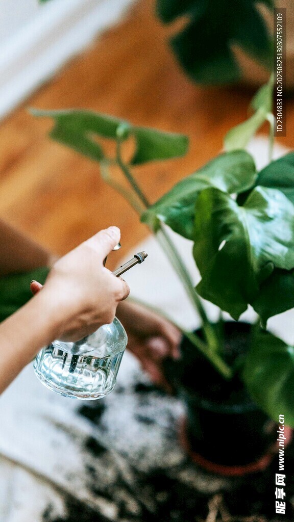 手植绿植 开启自然小美好