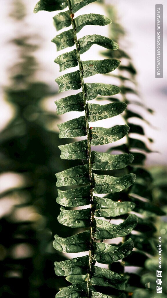 翠绿蕨类植物特写