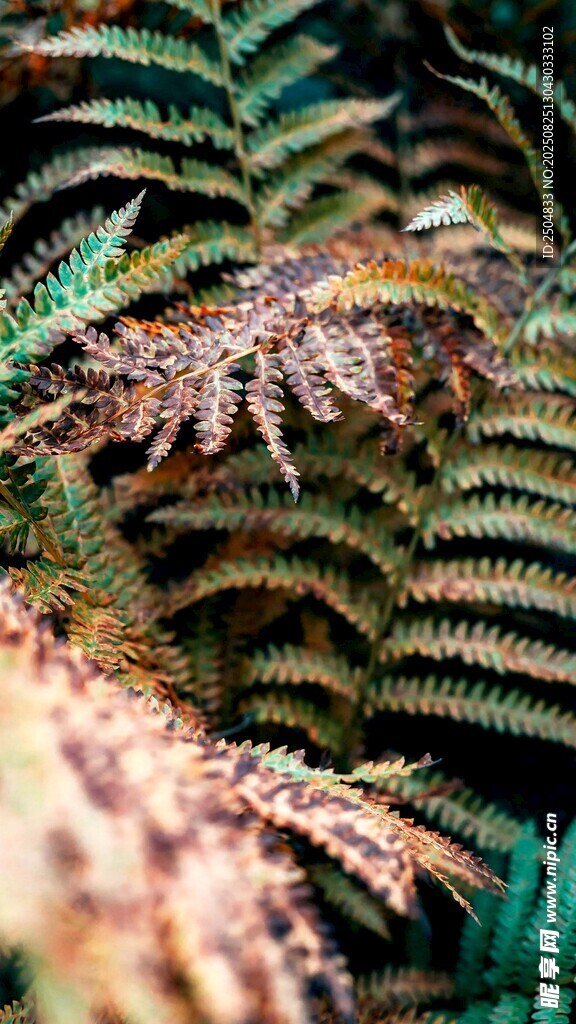 蕨类植物特写