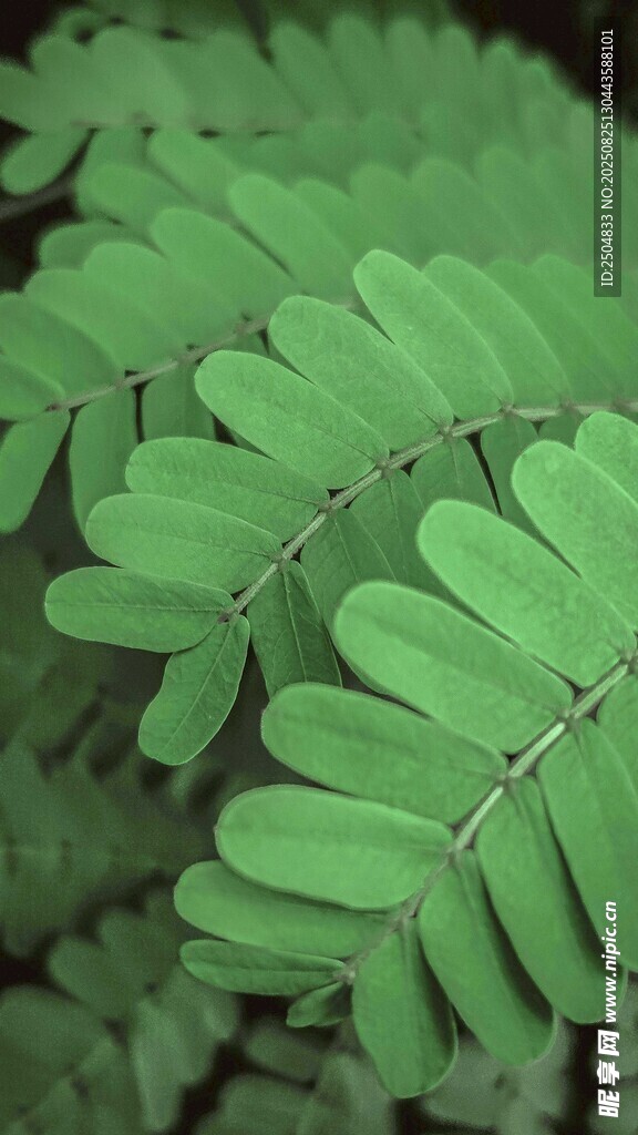 翠绿羽状叶片植物特写