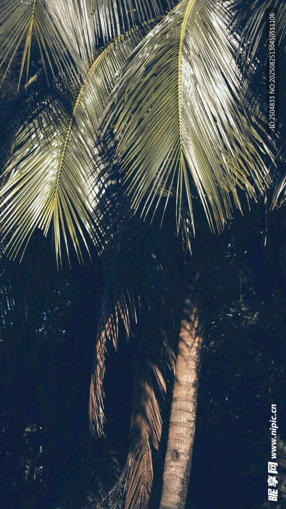 夜幕下的棕榈树