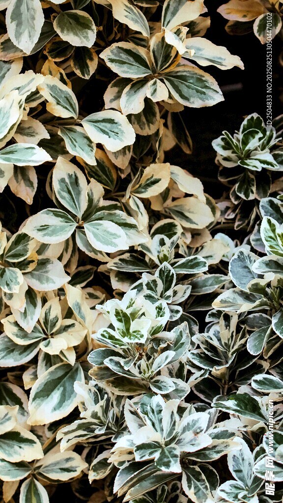 银边绿叶植物特写