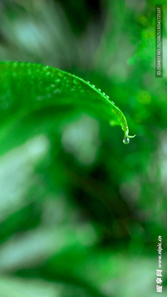 嫩绿叶片上的晶莹水珠