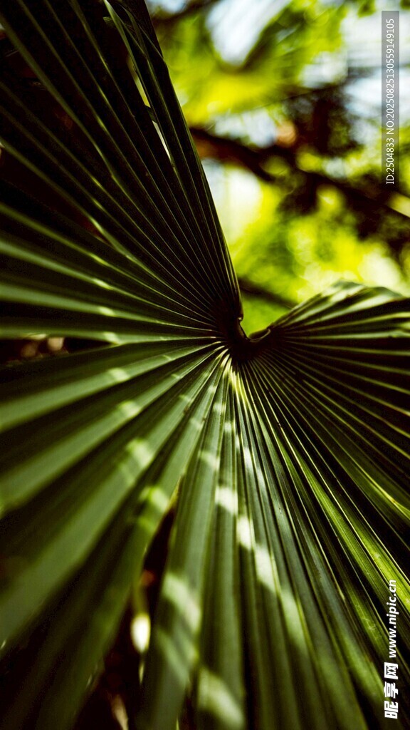 阳光下的扇形棕榈叶