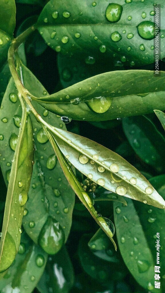 带水珠的翠绿叶片