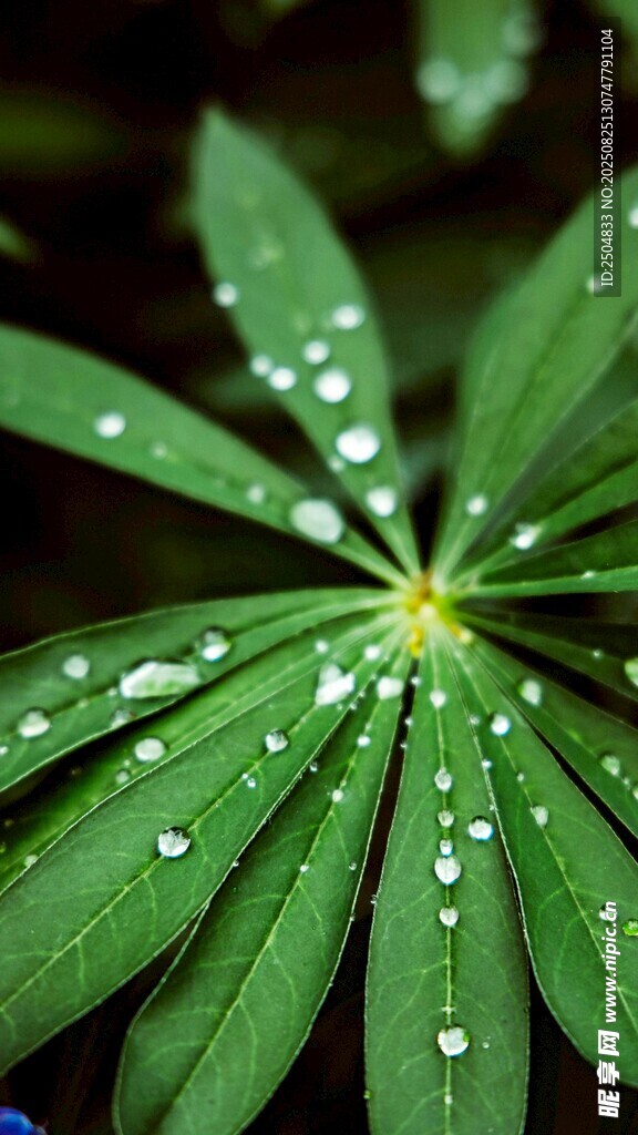 绿叶上的晶莹露珠