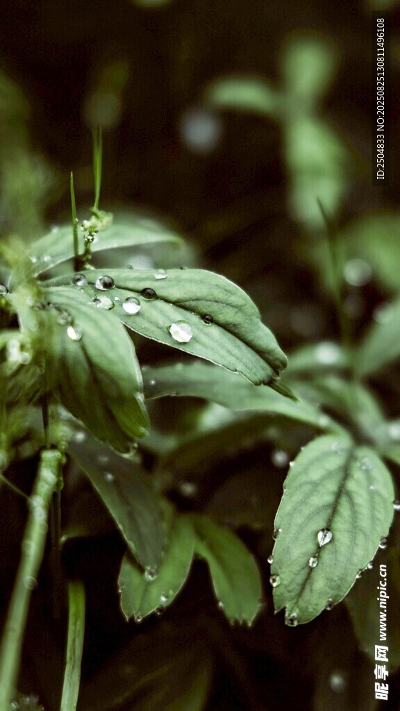 带水珠的翠绿植物叶片