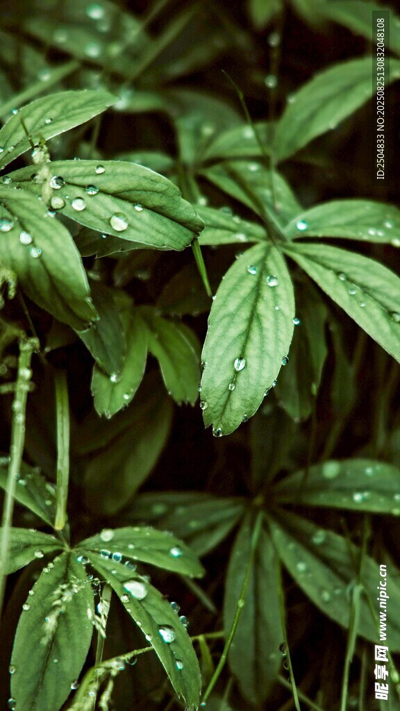 带水珠的翠绿掌状叶片