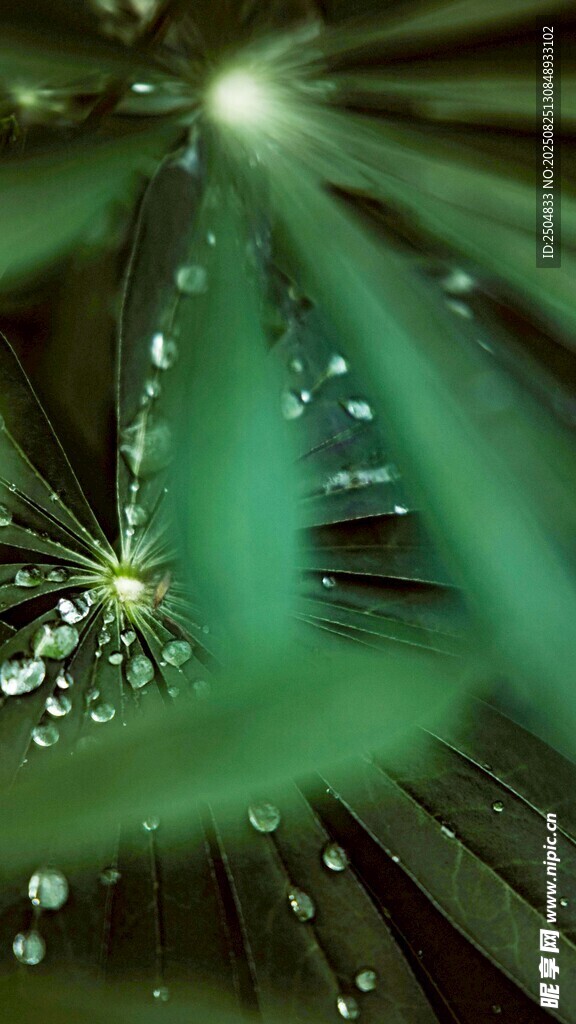 晶莹露珠点缀翠绿叶片