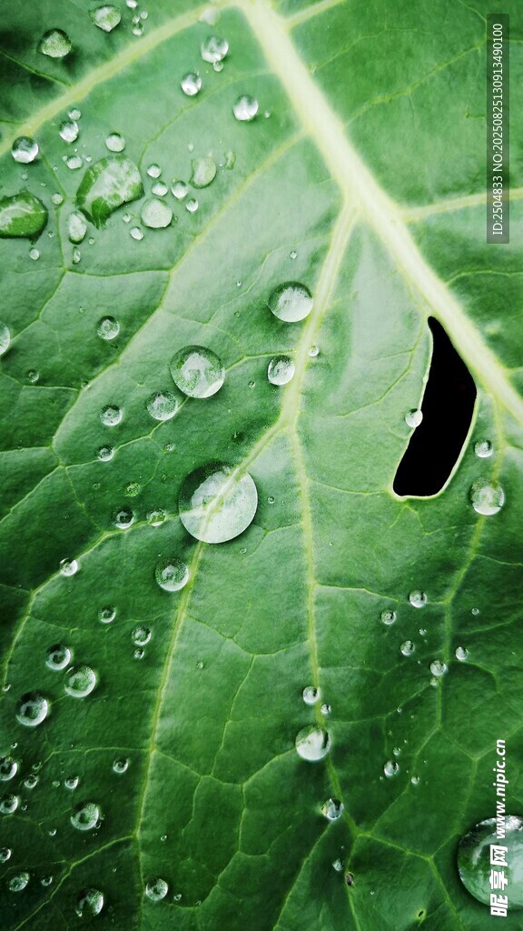 绿叶上的晶莹水珠