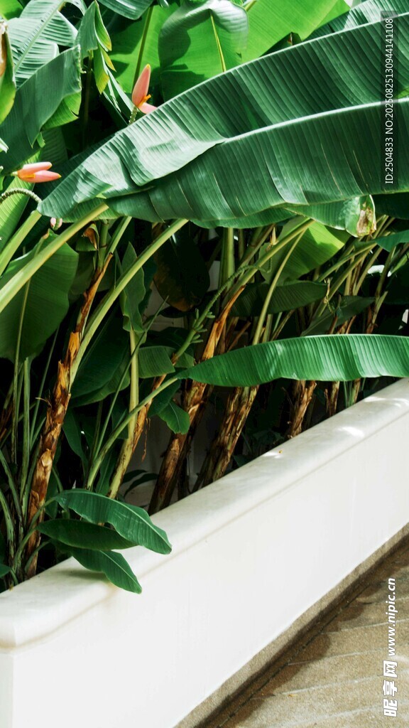 墙边绿植景观