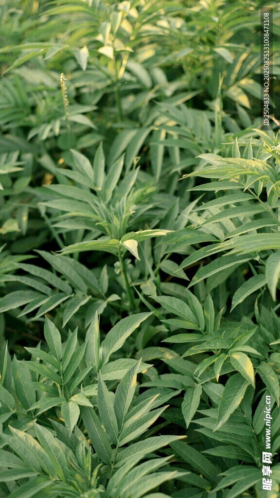 茂密绿植展现自然生机