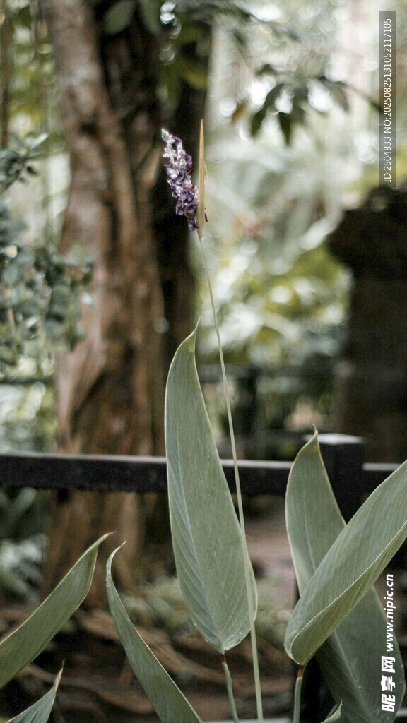 丛林中的绿植与紫色花朵
