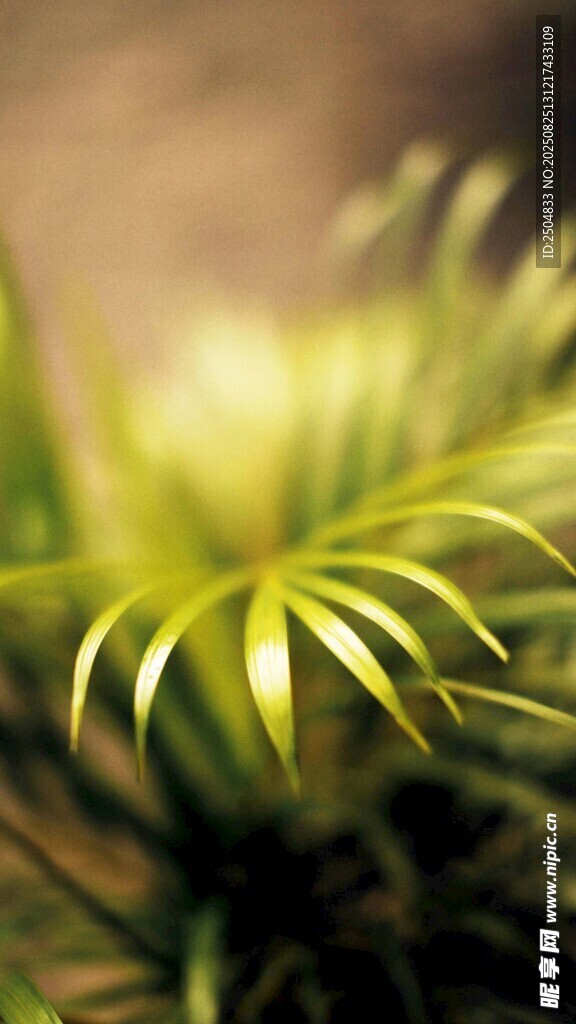 翠绿舒展的植物叶片