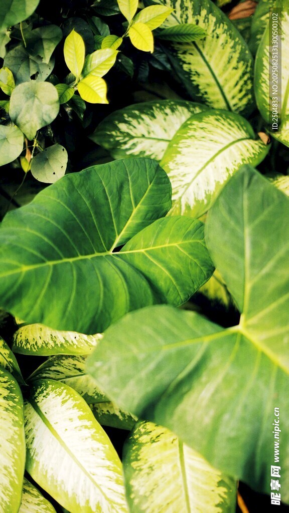 翠绿叶片的生机植物画面