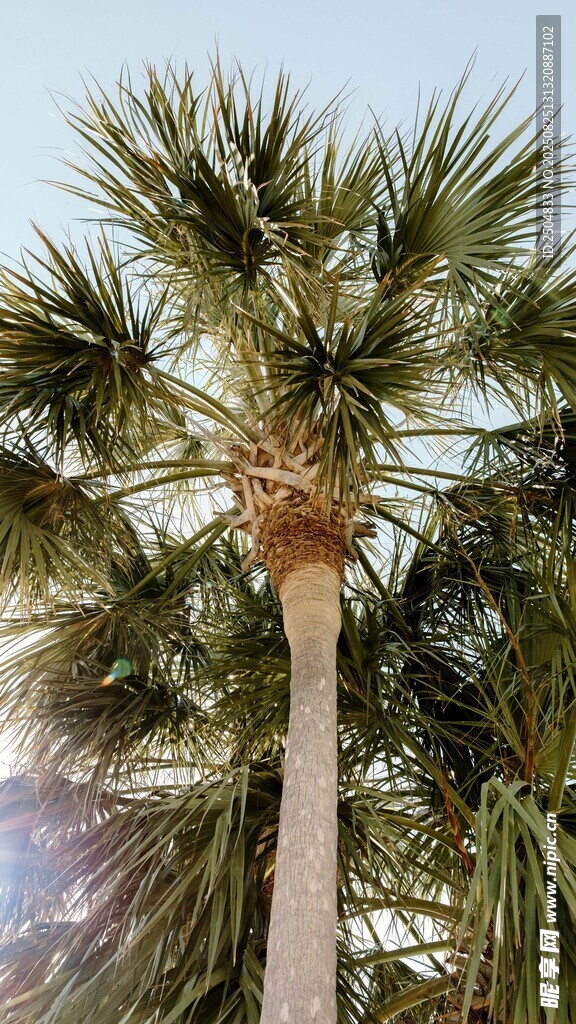 高大挺拔的单棵棕榈树