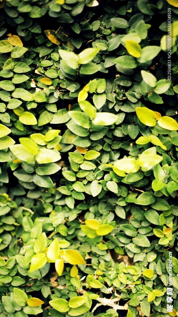 翠绿繁茂的植物叶片