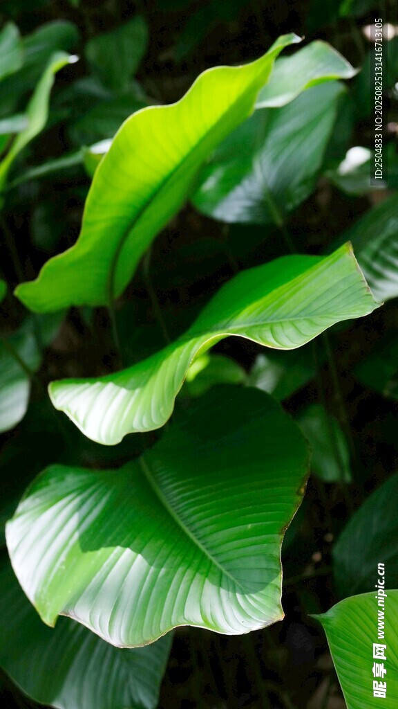 翠绿宽大的热带植物叶片