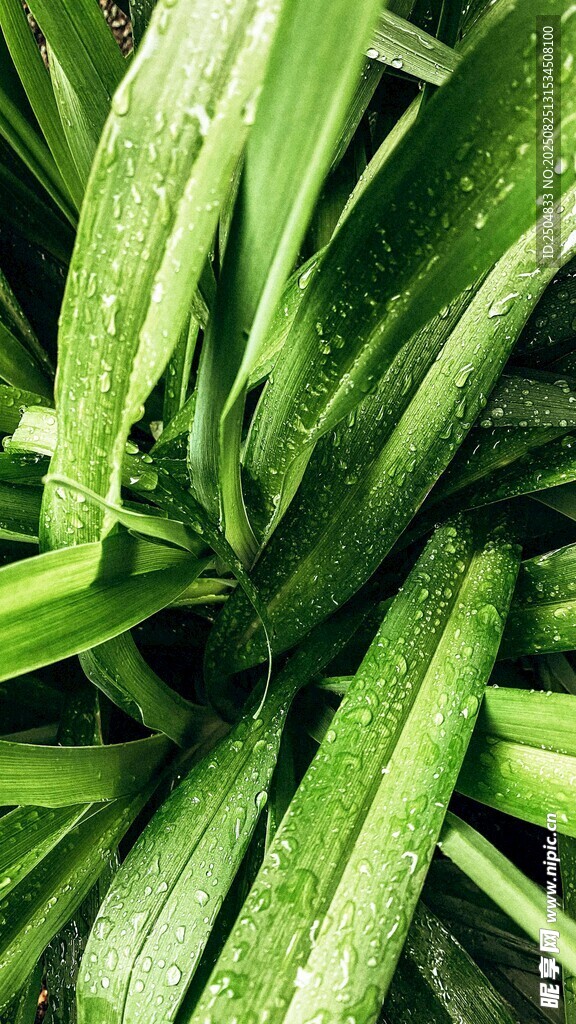 翠绿叶片上的晶莹水珠
