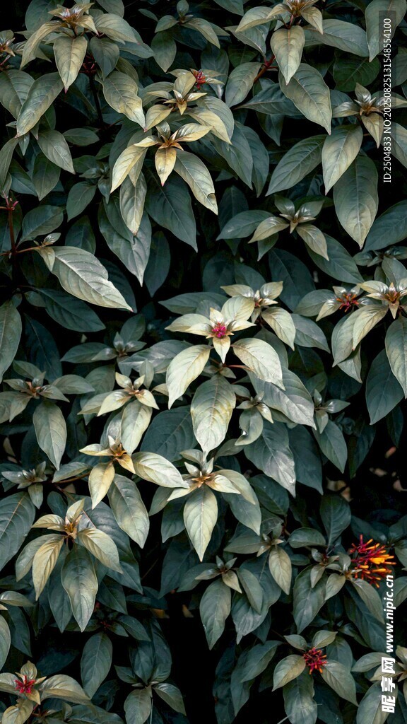 绿叶间的红色果实景观