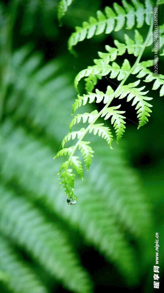 翠绿蕨类植物特写