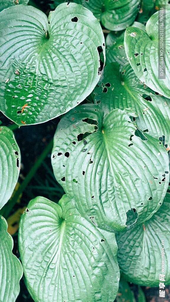 翠绿纹理独特的海芋叶片