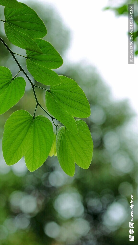 嫩绿树叶挂于枝头