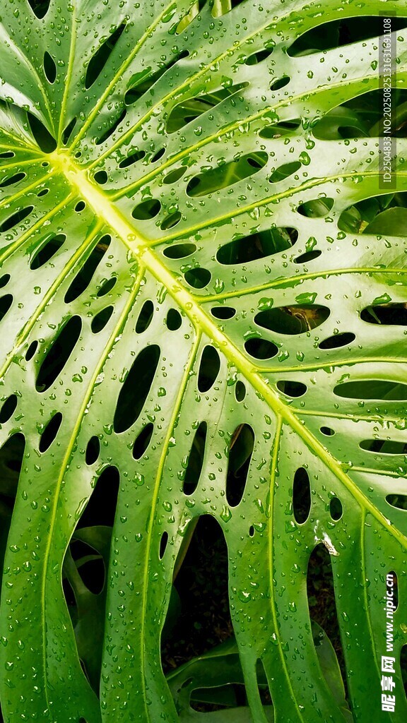 翠绿龟背竹叶带晶莹水珠