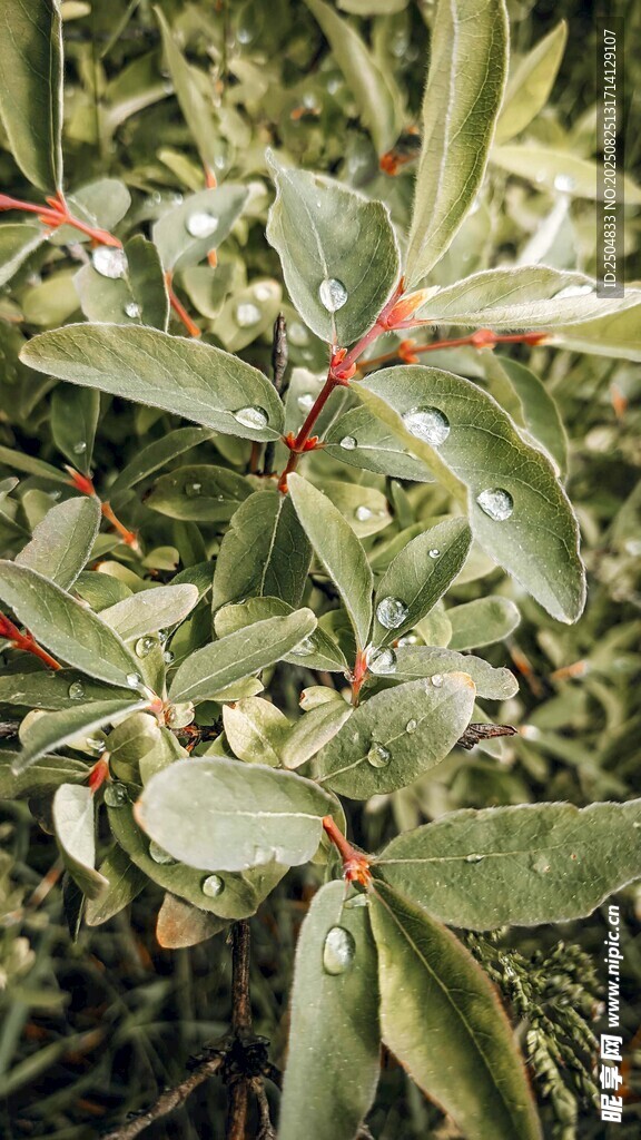 带红茎的绿叶植物特写