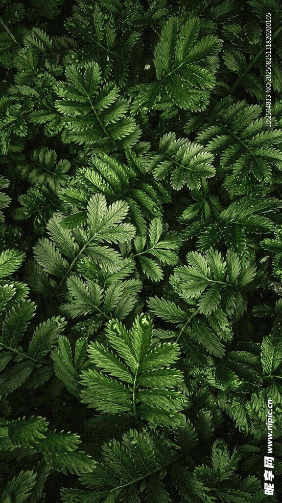 茂密翠绿的蕨类植物景观