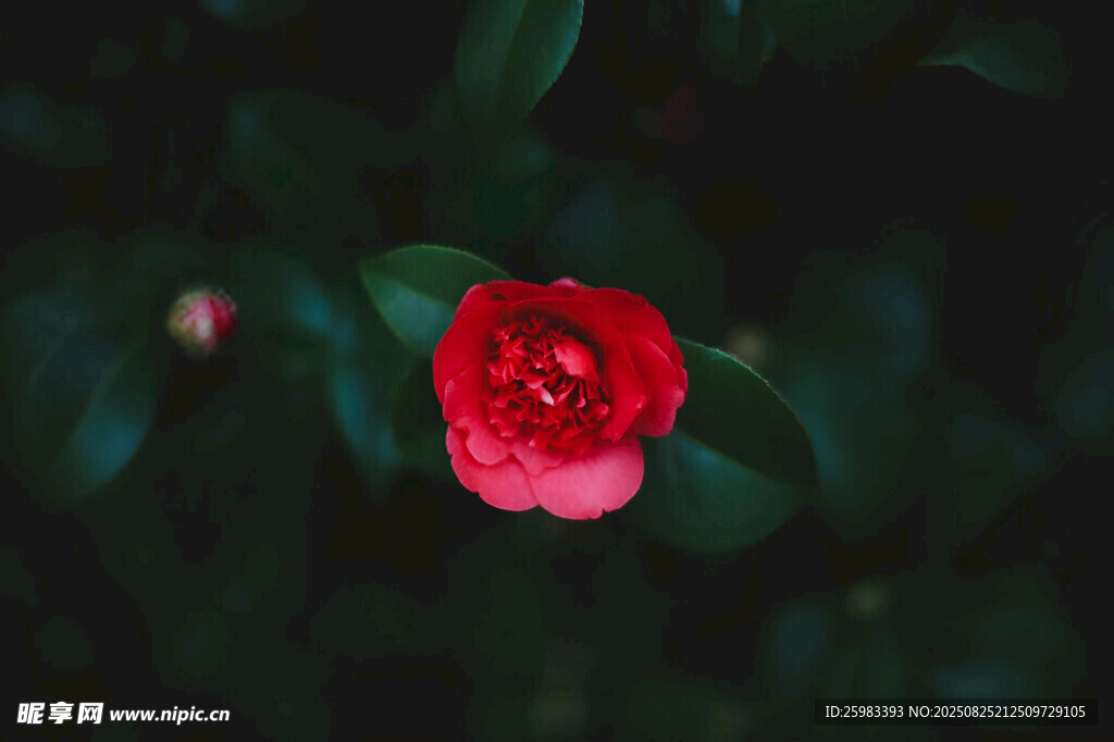 红山茶