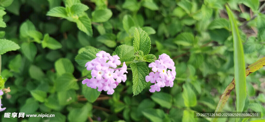 绿叶丛中的淡紫色小花