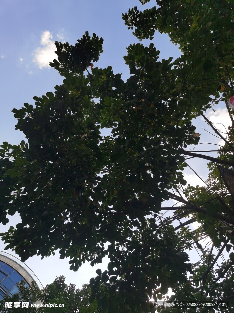 仰视葱郁树冠