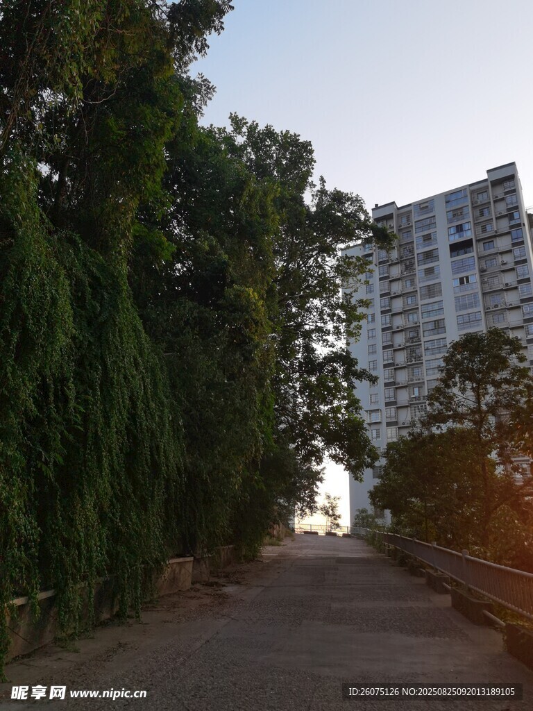 林荫小道旁的高楼景观