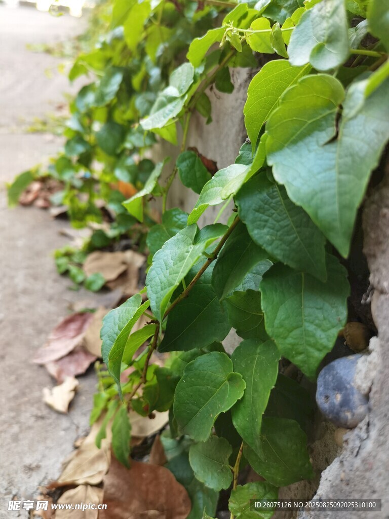 墙边翠绿藤蔓生机勃勃