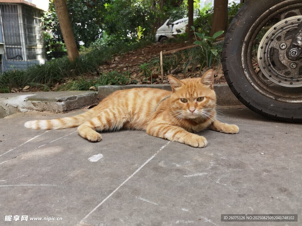 橘猫悠闲躺地