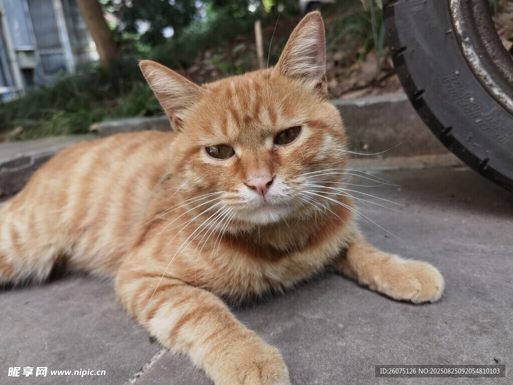 橘猫慵懒趴地