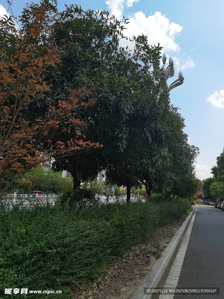 道路旁绿树成荫的景致