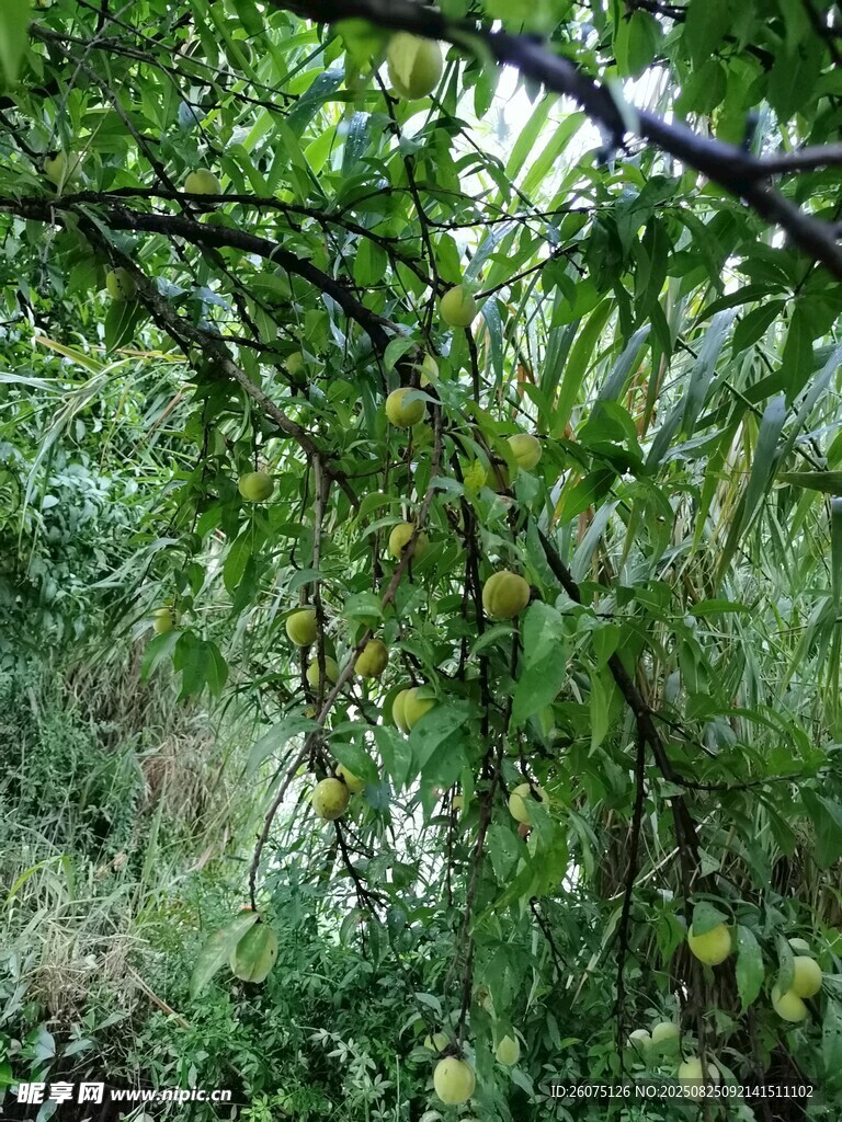 繁茂枝叶间的绿意景致