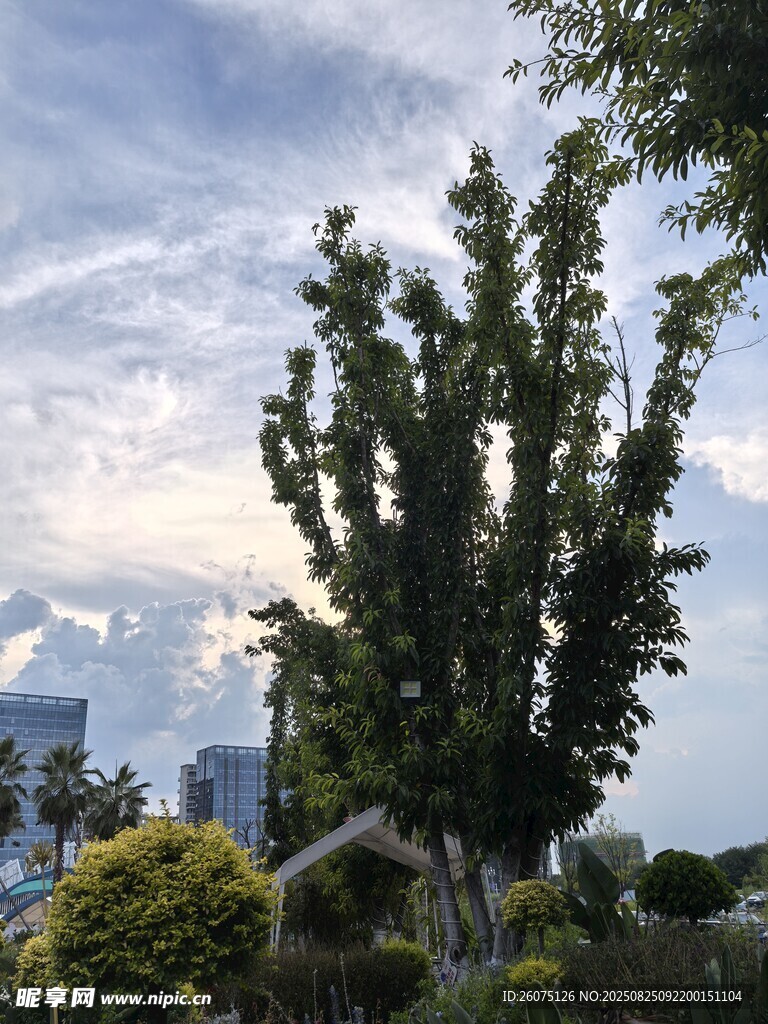 城市中挺拔的绿树与蓝天