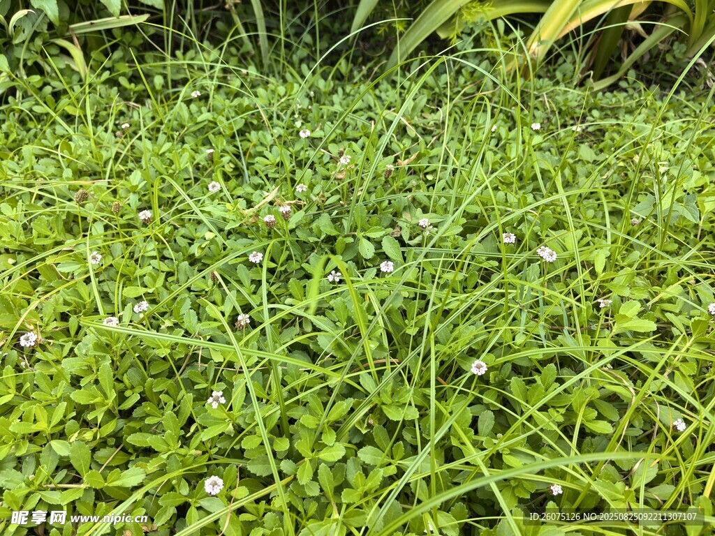 翠绿草坪生机盎然的景致