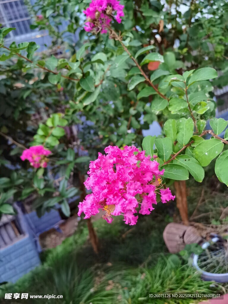娇艳紫薇花绽放于绿植间