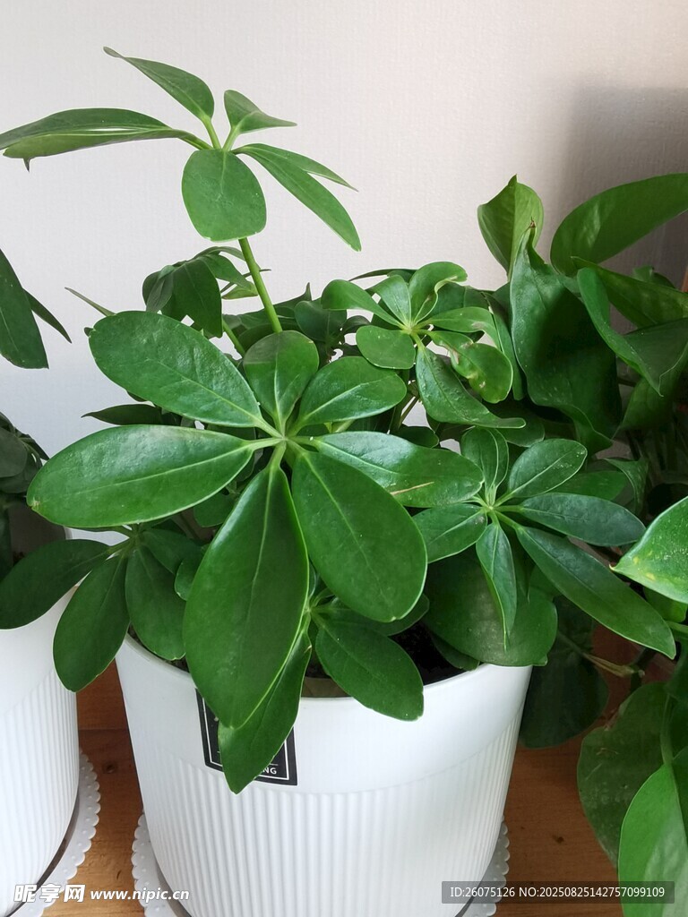 清新绿植室内养眼盆栽
