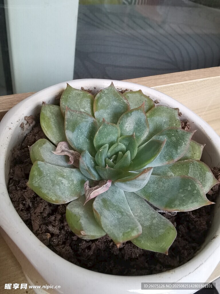 盆栽多肉植物特写