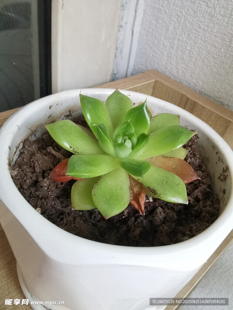 白色花盆中的鲜艳多肉植物