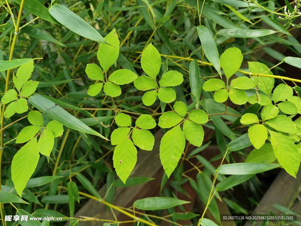 嫩绿叶片点缀于草丛间