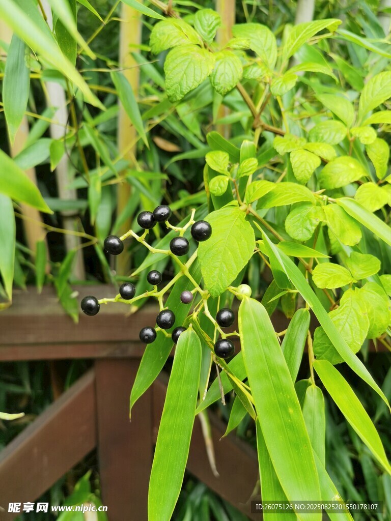 竹林间的黑浆果果实