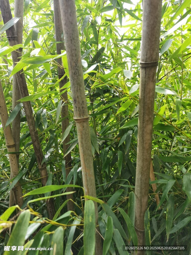 翠绿竹林挺拔竹竿展生机